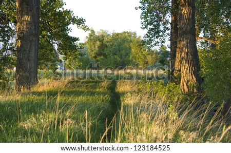 Rustic path meanders forward between cottonwood trees towards a grassy field