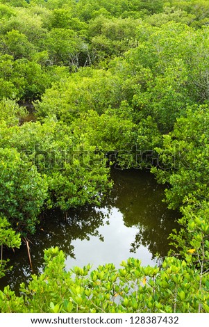 Mangrove forest and water in Florida seen from above