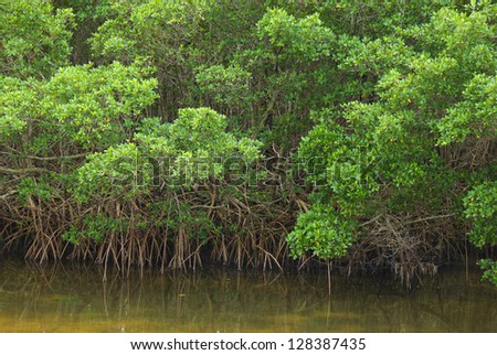 Mangrove forest edge on a waterway, with roots hanging down