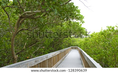 Nature boardwalk through a mangrove forest in Florida