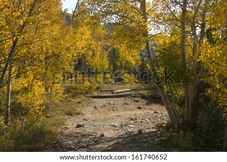 Autumn yellow aspens arch over a rocky path in the Colorado Rocky Mountains