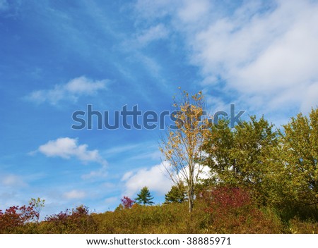 Little tree with yellow leaves stands tall amid foliage of red and green