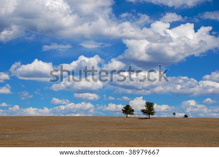 Several lonely pines stand in an open field under a big sky with many clouds
