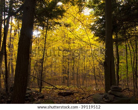 View into a golden forest in Autumn