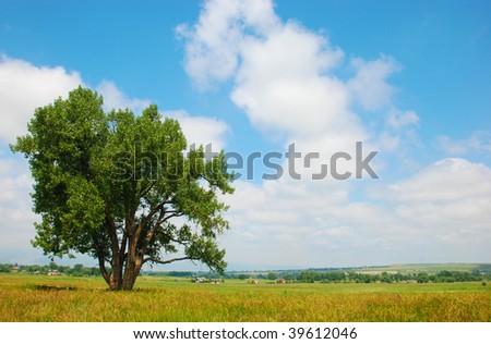 Cottonwood tree stands in a pasture in a rural area