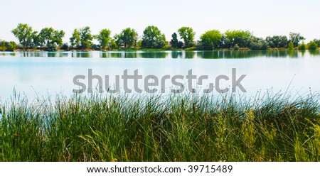 Rushes and native plants on the near side of a small and charming lake, with a line of trees on the far side