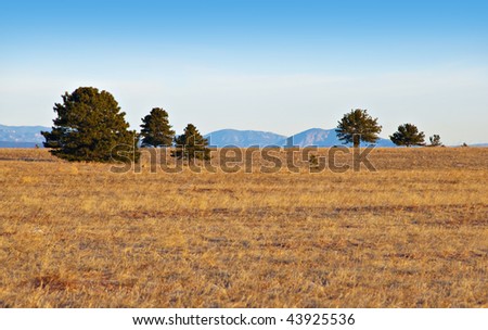Pines on the crest of a golden hill in morning light before a distant view of mountains in Colorado in winter