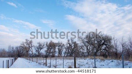 Path ahead towards bare cottonwood trees on a cold and snowy winter morning with clouds streaming from right to left