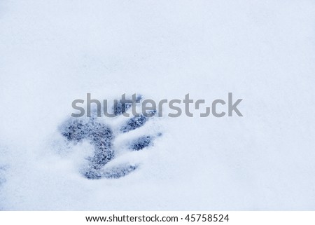 Cute tentative raccoon paw print in snow, setting out in new territory