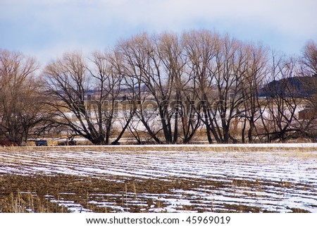 Bare trees by a snowy field with layered background of sky, golden grasses and a snow field, on the Colorado prairie