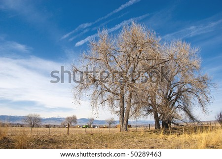 Majestic bare trees, distant mountains and a distant farming area on the vast open Colorado prairie on a bright day in very early spring.