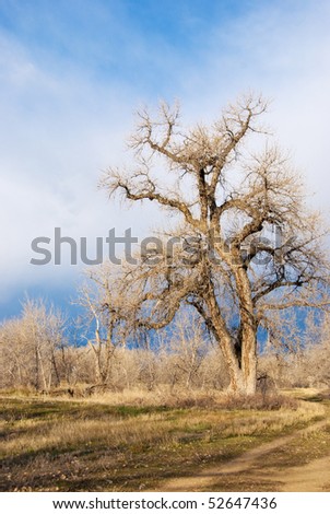 Wild bare gnarly tree stands tall and twisted in an open wild area on the Colorado prairie.  There are new spring grasses coming up in the field there.