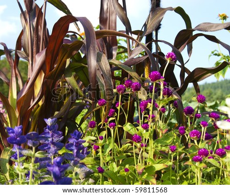Flowers and leaves in various shades of purple in a garden on a bright sunny day