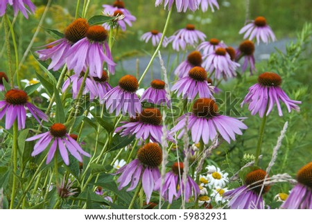 Field of purple cone flowers glowing in soft light