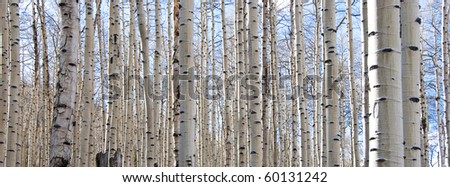 Aspen forest in the Rocky Mountains in Colorado in early spring when the leaves still haven\'t come out yet.