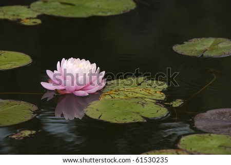 Pure lotus flower with lily pads and reflection of itself in a dark pond.