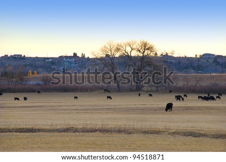 Black cows get an early start grazing just before sunrise on the Colorado prairie.