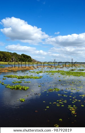 Floating water hyacinths, which are classified as a noxious weed, on Upper Myakka Lake in central Florida.
