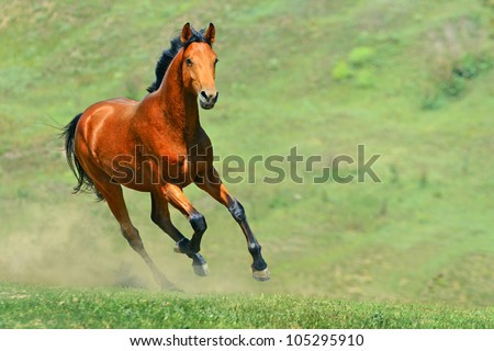 Bay Horse Running In The Field