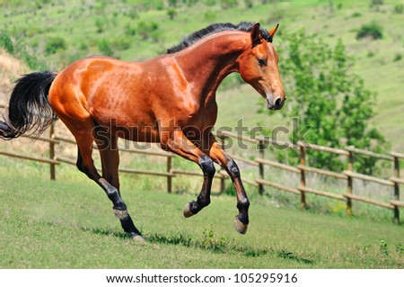 Young horse running in the field