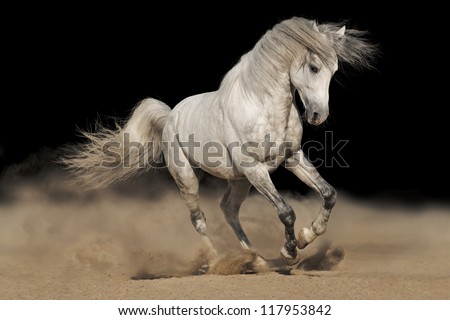 Silver gray Andalusian horse in desert on black background