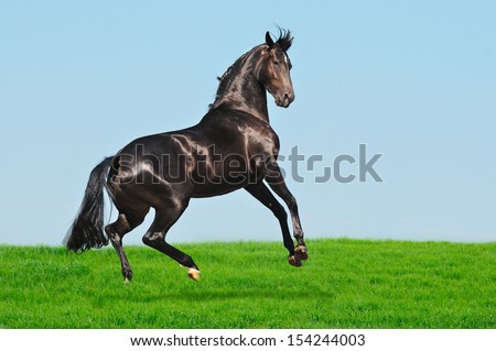 Rearing black horse in green field
