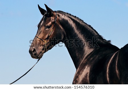 Portrait of black horse against blue sky