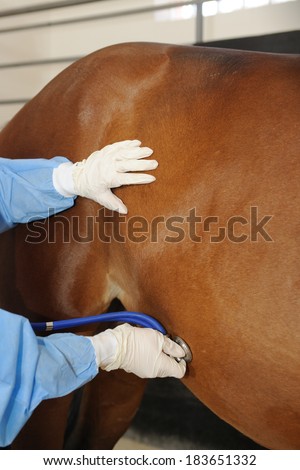 Veterinarian examining horse -auscultation with stethoscope