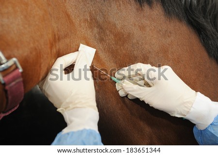 Veterinarian doctor with horse - intravenous injections