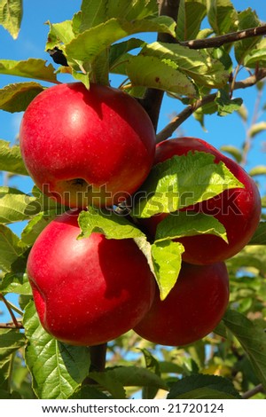 Four red shiny delicious apples hanging from a tree branch in an apple orchard