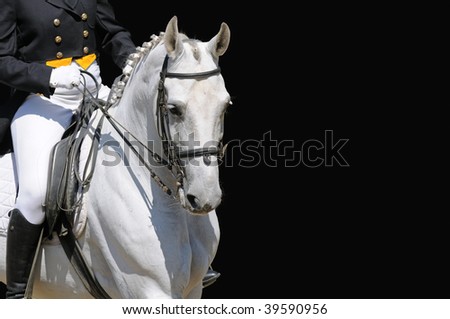 A portrait of gray dressage horse isolated on black