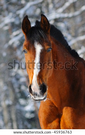 Portrait of bay horse in winter forest