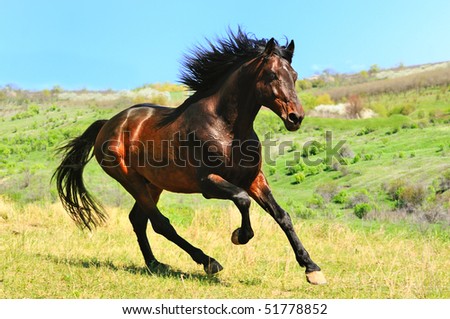 Wild Horses of Mine Stock-photo-galloping-bay-horse-in-field-51778852