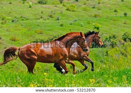 Images Of Horses Galloping. stock photo : Horses galloping