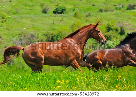 Images Of Horses Galloping. stock photo : Horses galloping