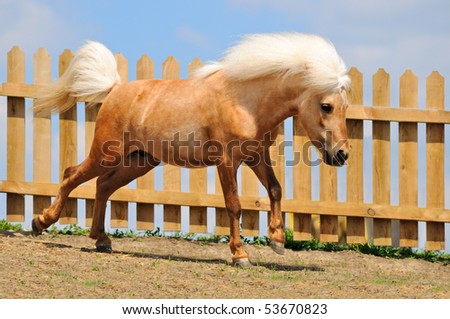 Palomino Shetland Ponies