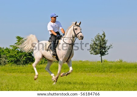 Rider on gray arabian horse in the field