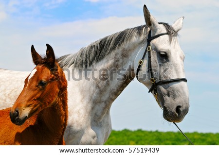Gray mare and  bay foal on the background of blue sky