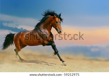 Mishaal & His Mare Stock-photo-running-bay-horse-in-the-desert-59212975