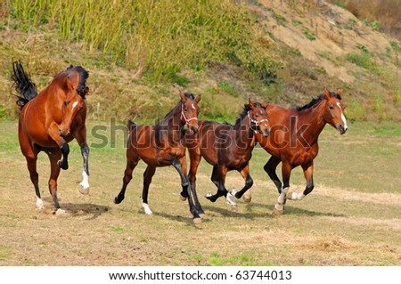 herd of horses. stock photo : Herd of horses