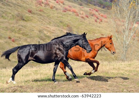 Images Of Horses Galloping. horses galloping in autumn