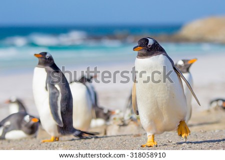 Gentoo Penguins, Volunteer Point, East Falkland, Falkland Islands.