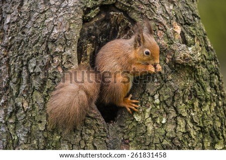 Red Squirrel sitting in a hole in a tree trunk, nibbling a nut, in Scotland