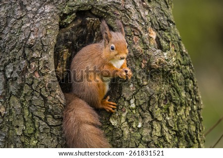 Red Squirrel sitting in a hole in a tree trunk in Scotland