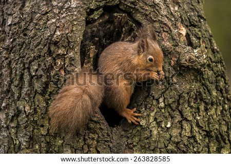 Red Squirrel sitting in a hole in a tree eating a nut