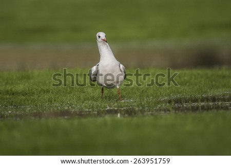 Black-headed gull standing on the grass nearby looking forward