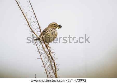 Meadow pipit, Anthus pratensis, single bird perched on twig with bugs in beak