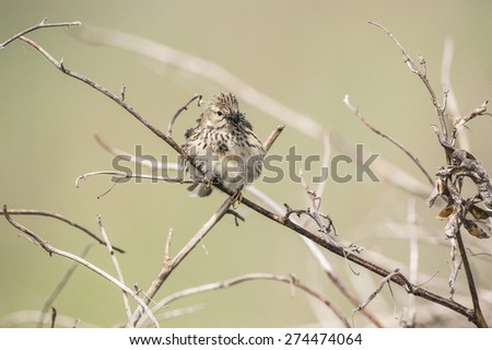 Meadow pipit, Anthus pratensis, single bird on twig