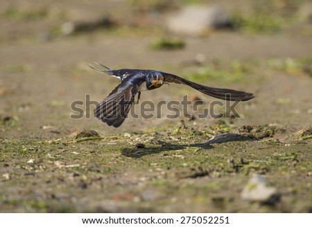 Swallow, Hirundo rustica, flying across the sand