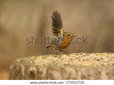 Robin, Erithacus rubecula, landing on tree stump